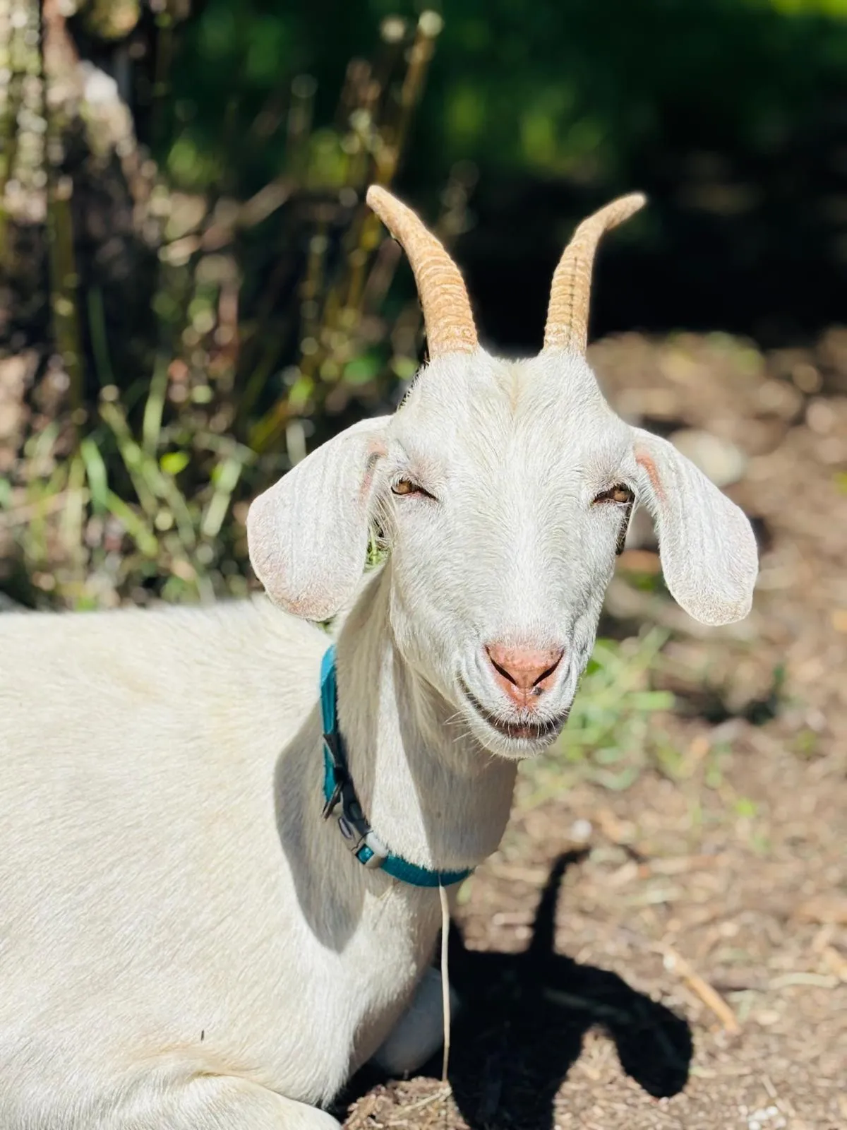 Open Farm