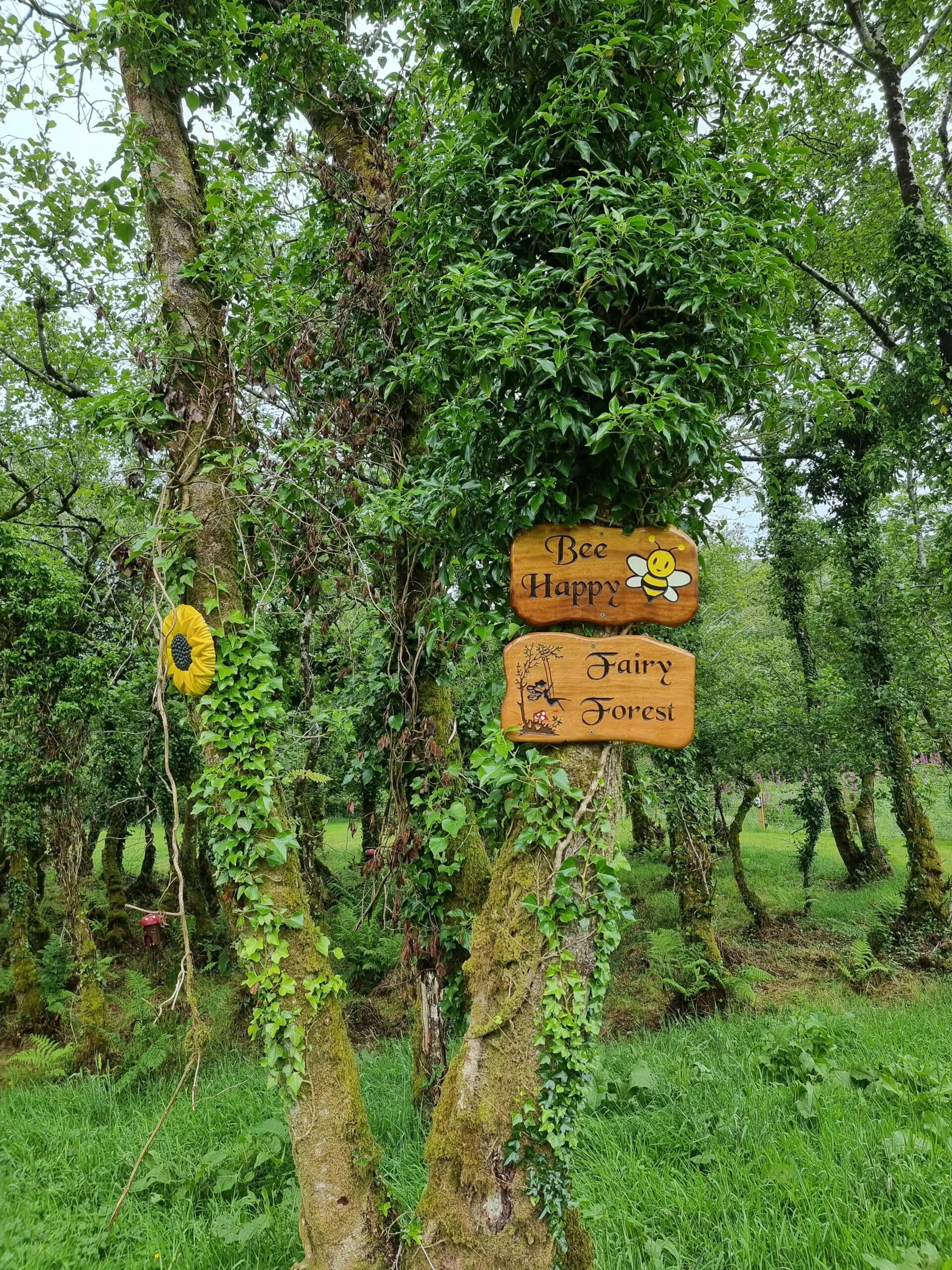 Fairy Forest — photo 2 of 33
