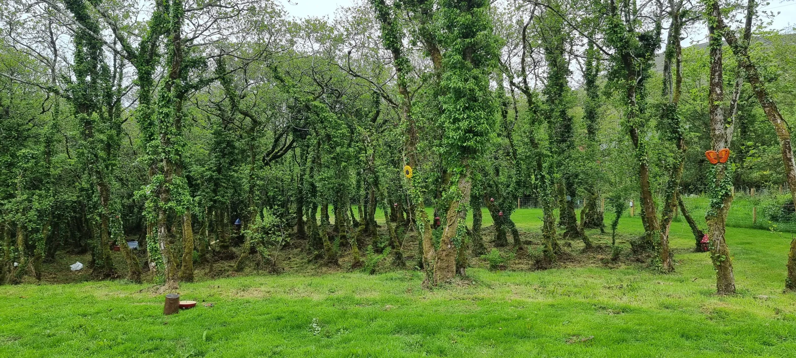 Fairy Forest — photo 3 of 33