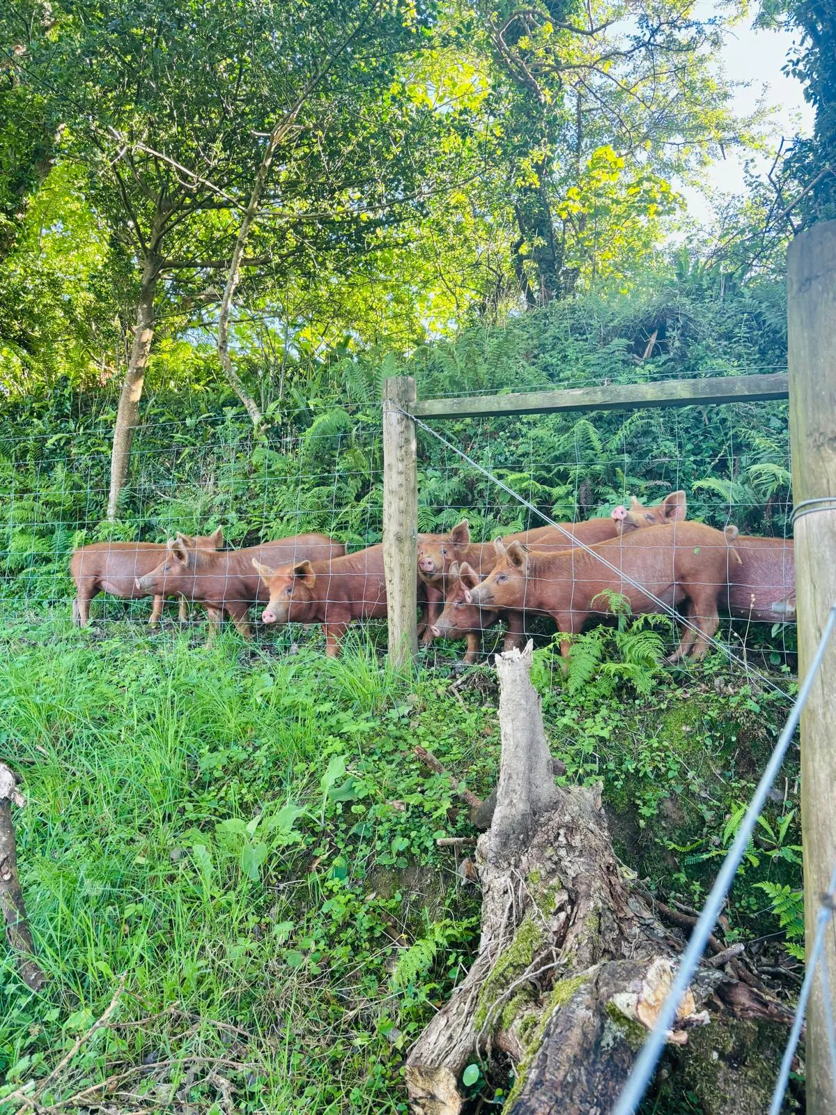 Goats Path open farm — photo 3 of 14