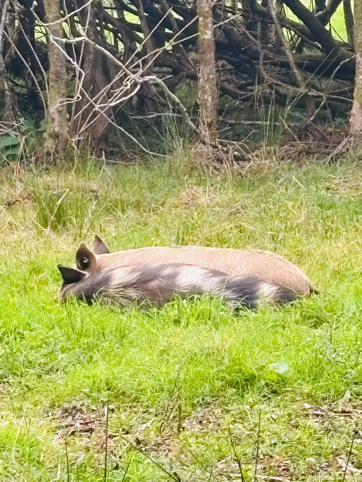 Goats Path open farm — photo 7 of 14