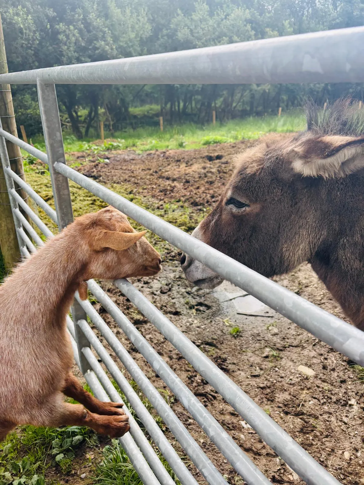 Goats Path open farm — photo 8 of 14