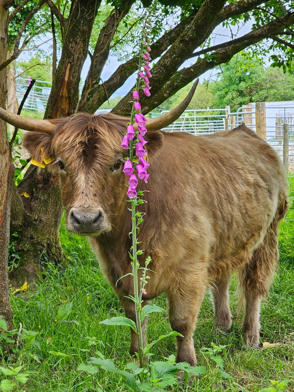 Goats Path Farm & Pod Park — photo 59 of 80