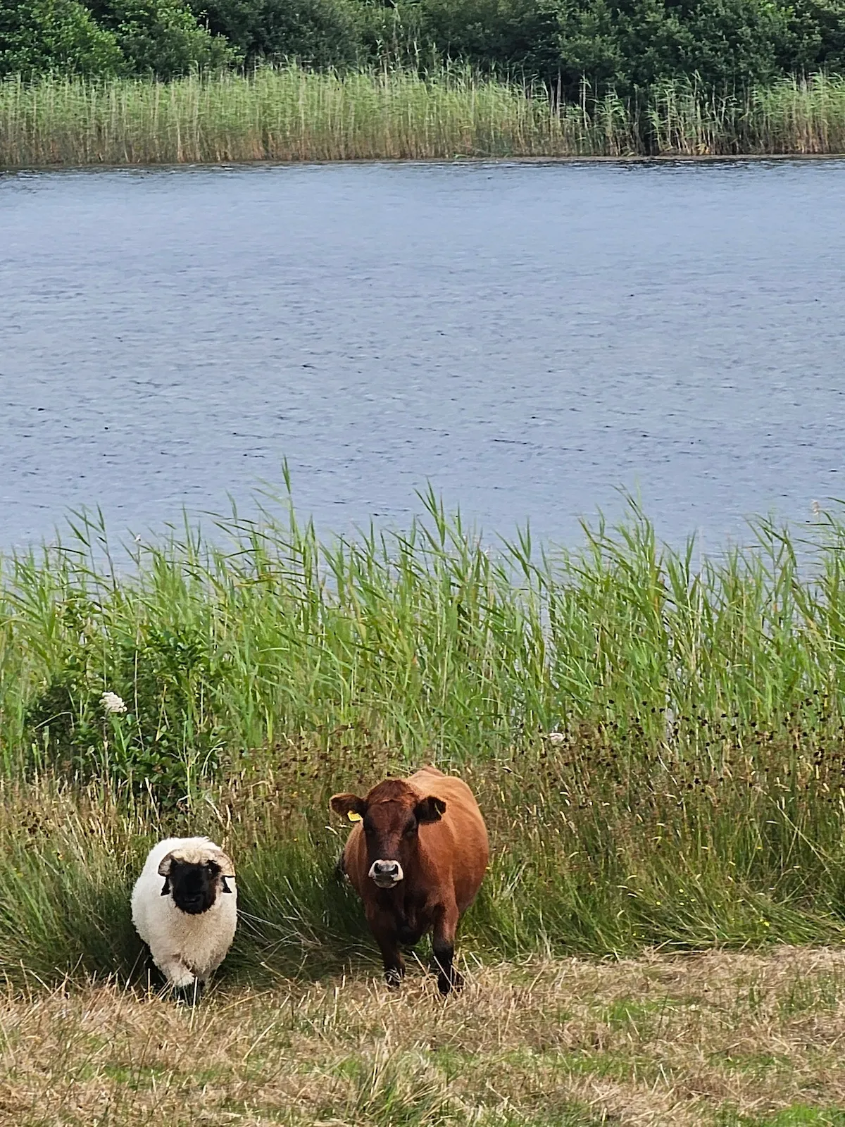 Goats Path Farm & Pod Park — photo 60 of 80