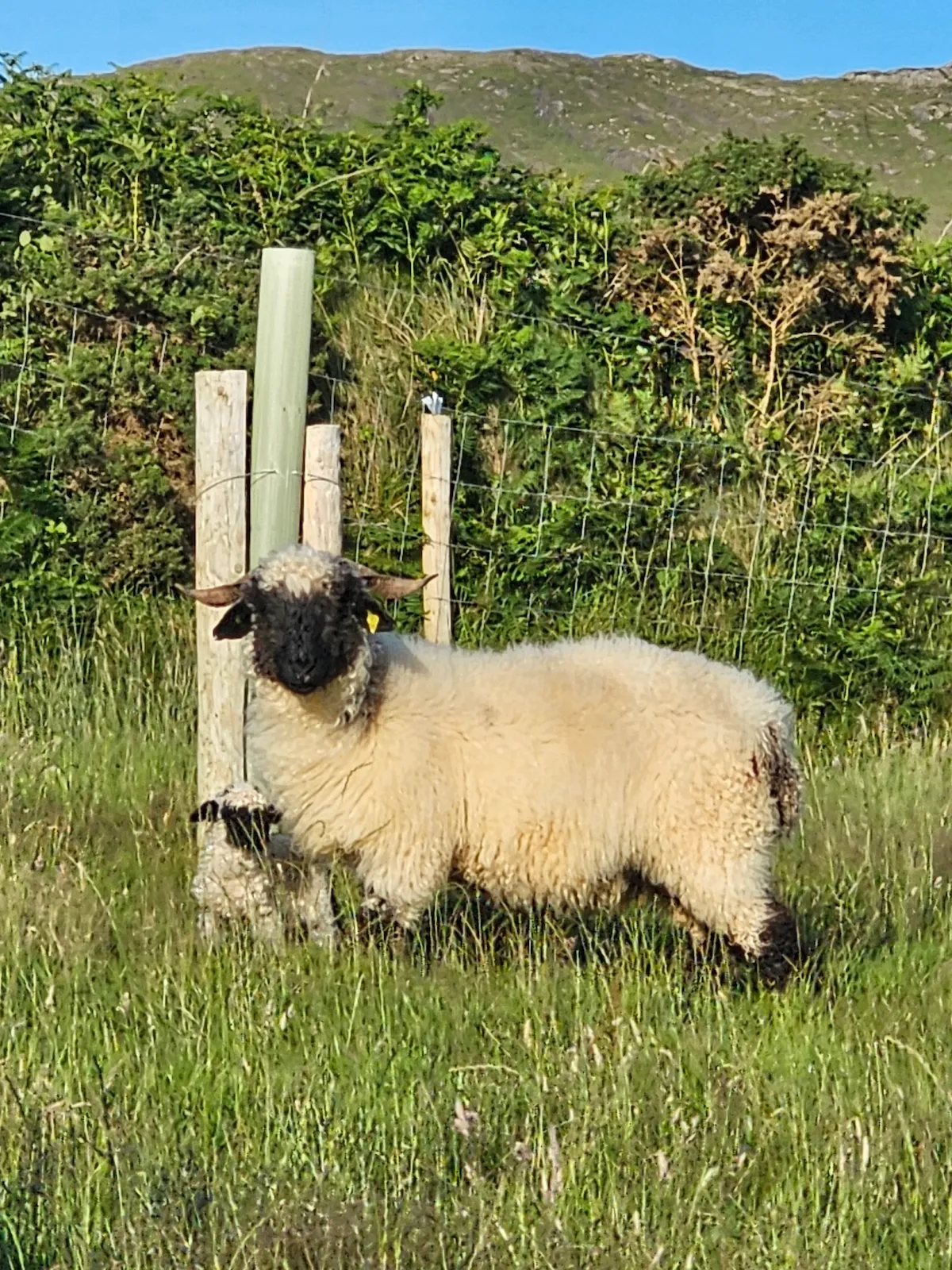 Goats Path Farm & Pod Park — photo 62 of 80