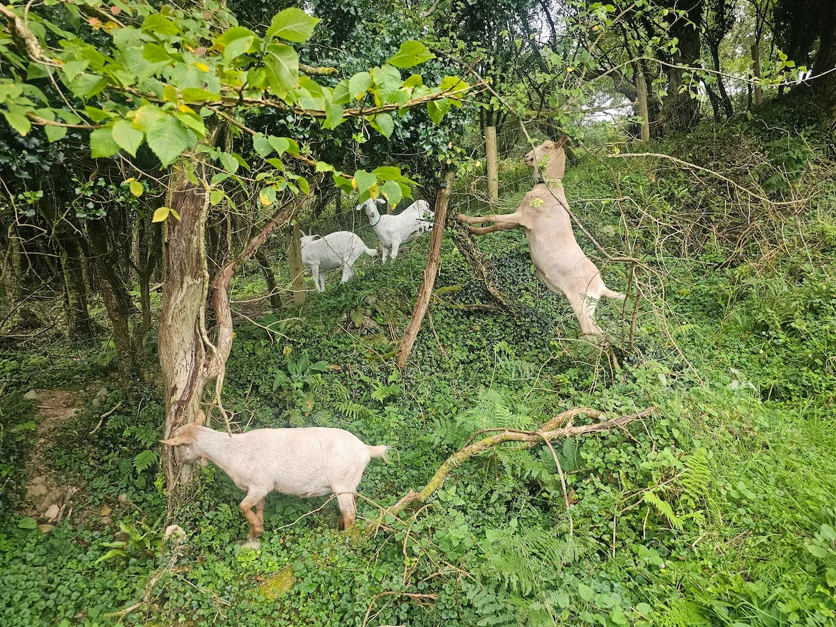 Goats Path Farm & Pod Park — photo 63 of 80