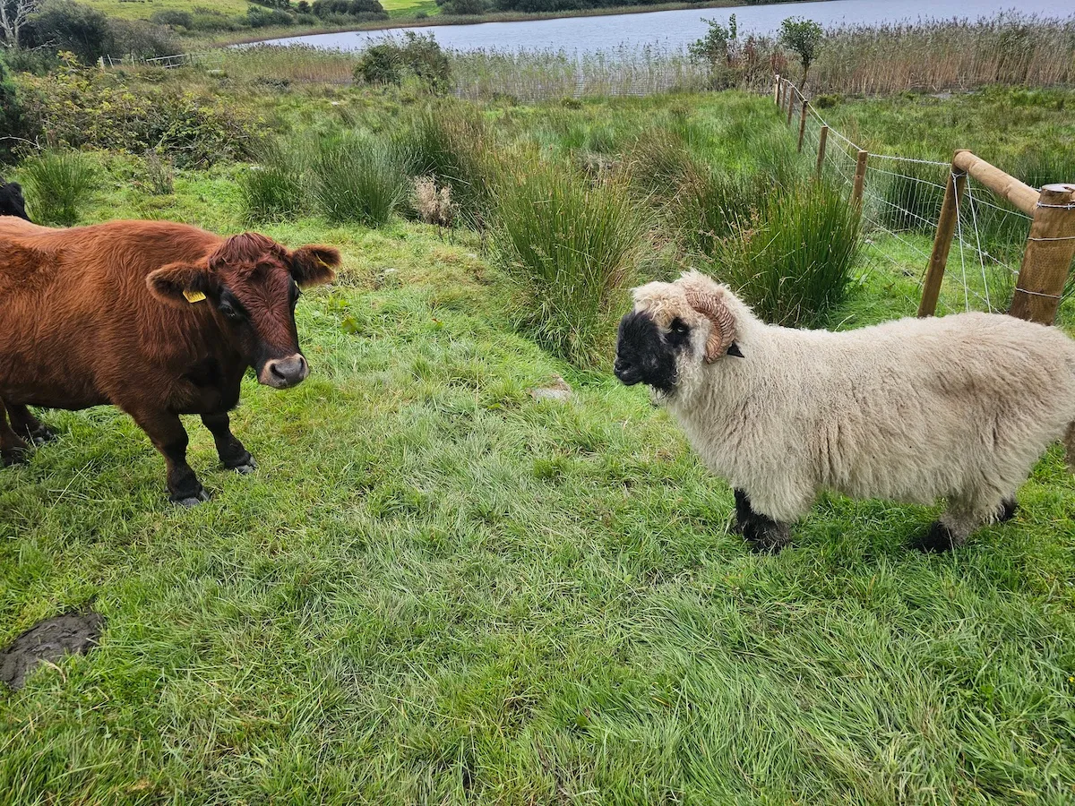 Goats Path Farm & Pod Park — photo 64 of 80
