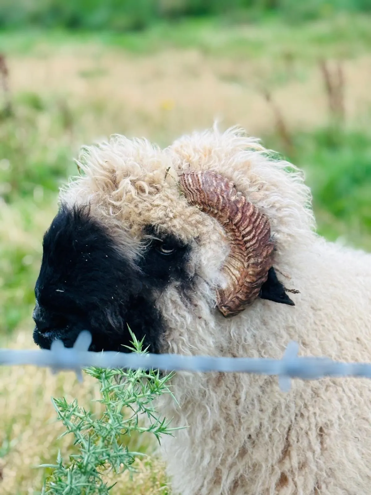 Goats Path Farm & Pod Park — photo 70 of 80
