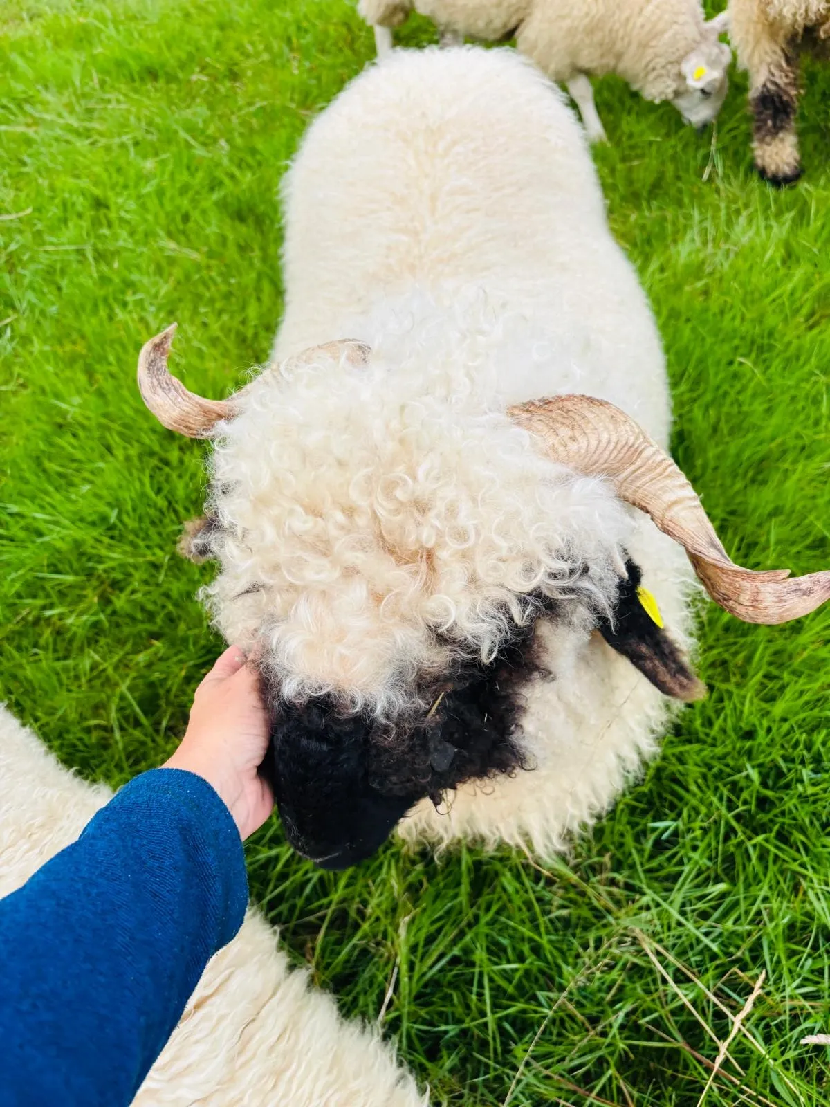 Goats Path Farm & Pod Park — photo 71 of 80