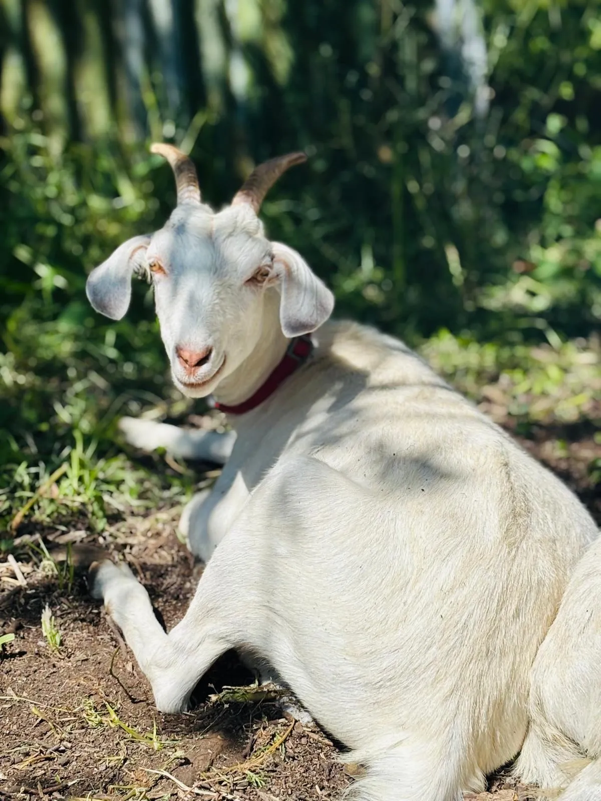 Goats Path Farm & Pod Park — photo 72 of 80