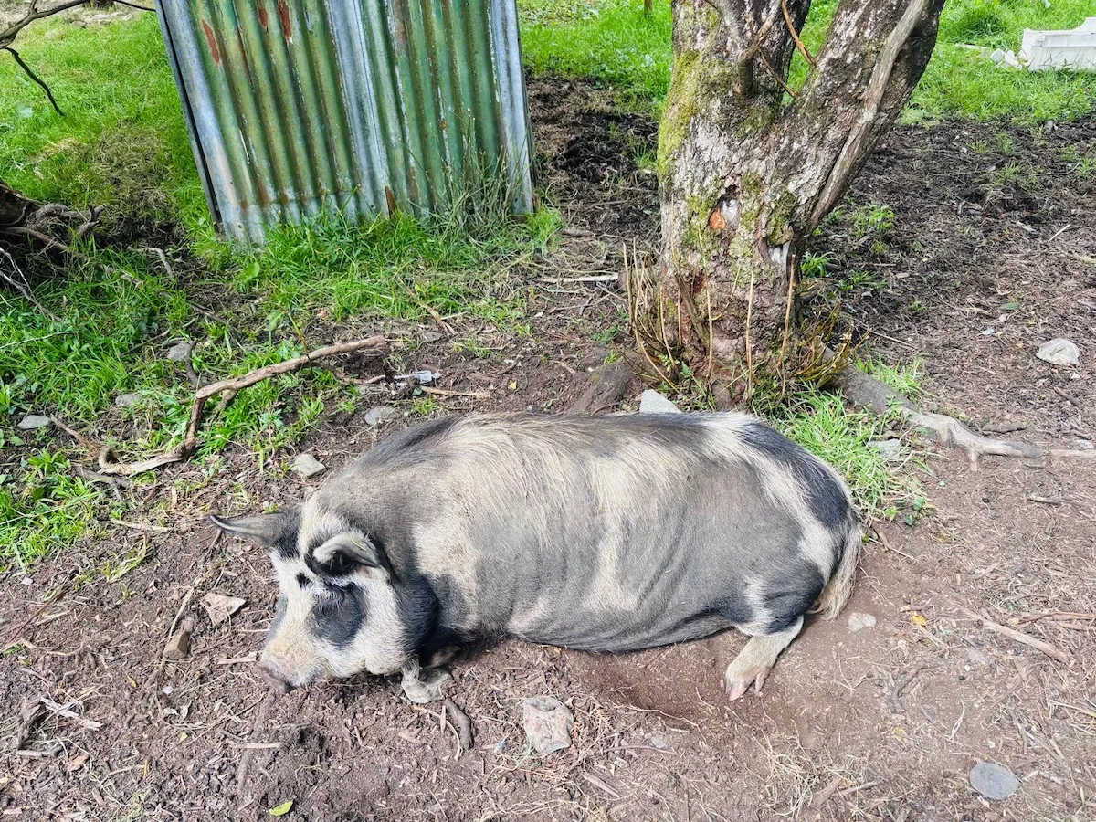 Goats Path Farm & Pod Park — photo 77 of 80