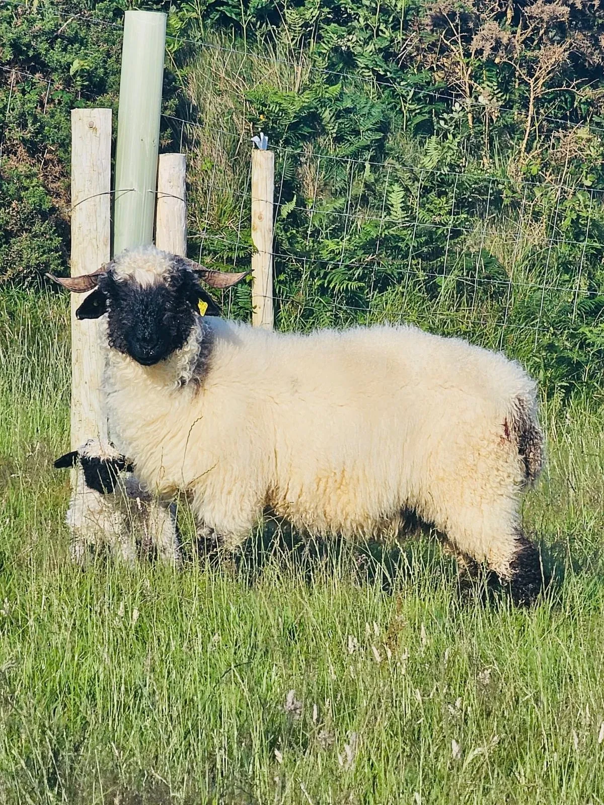 Goats Path Farm & Pod Park — photo 78 of 80