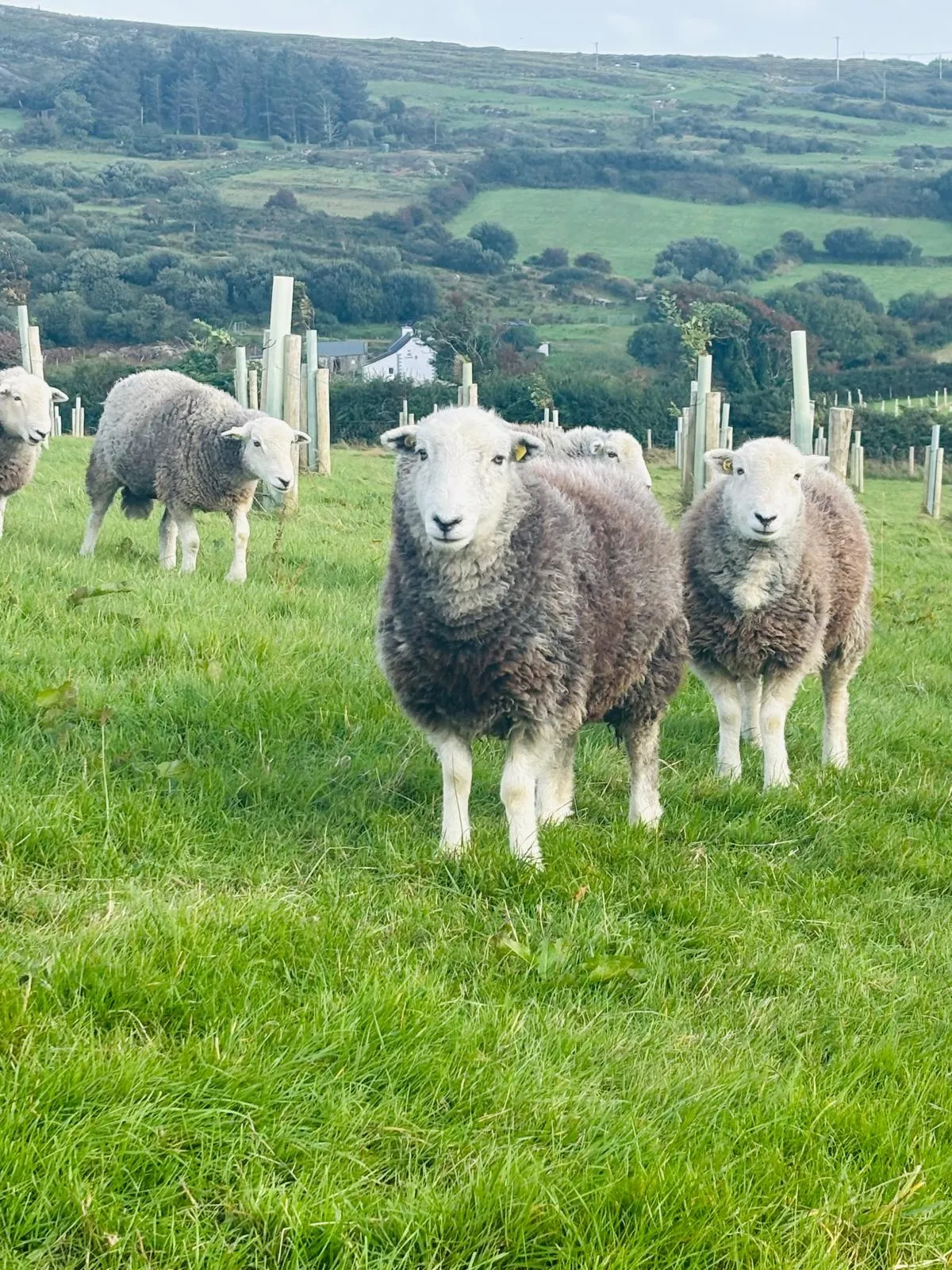 Goats Path Farm & Pod Park — photo 79 of 80